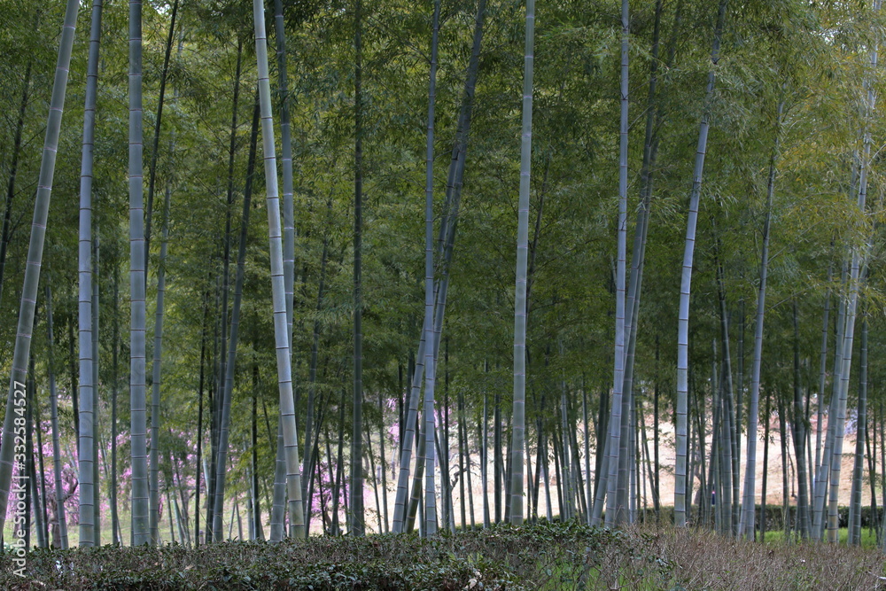 Fototapeta premium 竹林