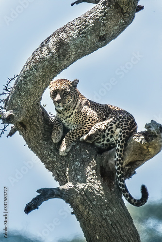 A leopard of African Panthera pardus on a tree looks for the prey of African Tanzania.