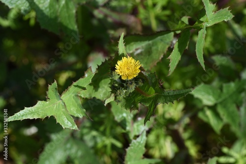 Obraz na plátně Common sow thistle (Sonchus oleraceus)