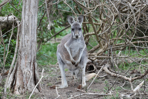 Female Red Kangaroo