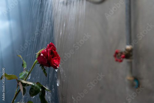 Red rose in shower room.
