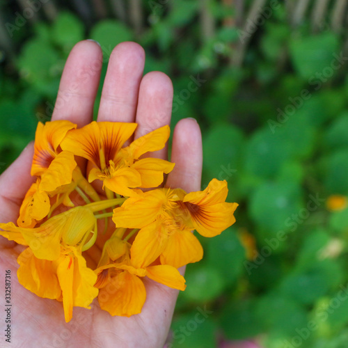Cuadro en lienzo Yellow nasturtium flowers in a woman's hand.