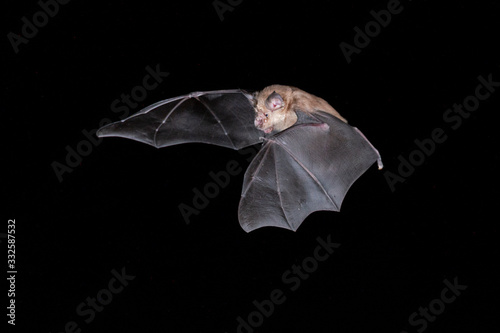 Greater horseshoe bat night photo