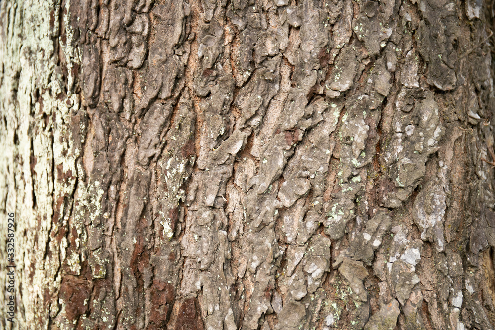 embossed texture of the tree bark with green moss and lichen on it. embossed texture of the tree bark with green moss and lichen on it.