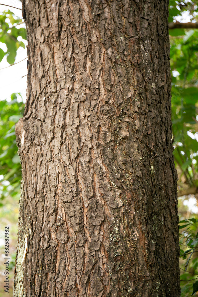 embossed texture of the tree bark with green moss and lichen on it. embossed texture of the tree bark with green moss and lichen on it.