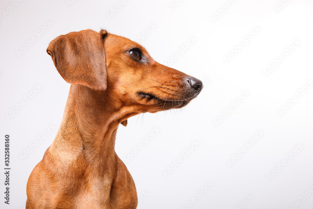 Head of a brown dachshund on a white background.