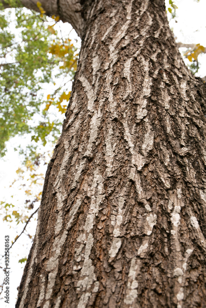 embossed texture of the tree bark with green moss and lichen on it.