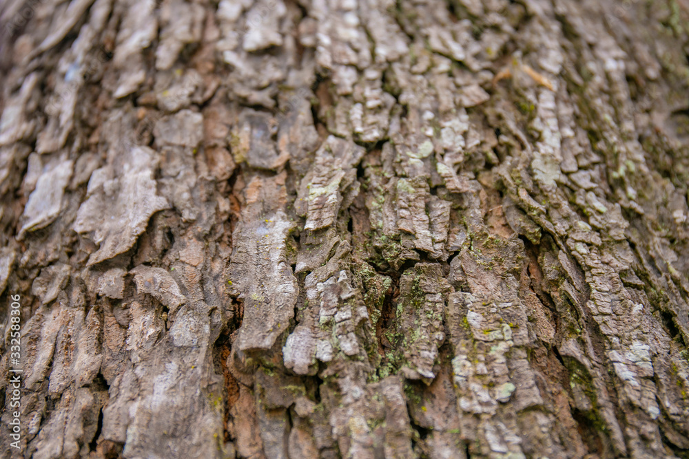 embossed texture of the tree bark with green moss and lichen on it. embossed texture of the tree bark with green moss and lichen on it.