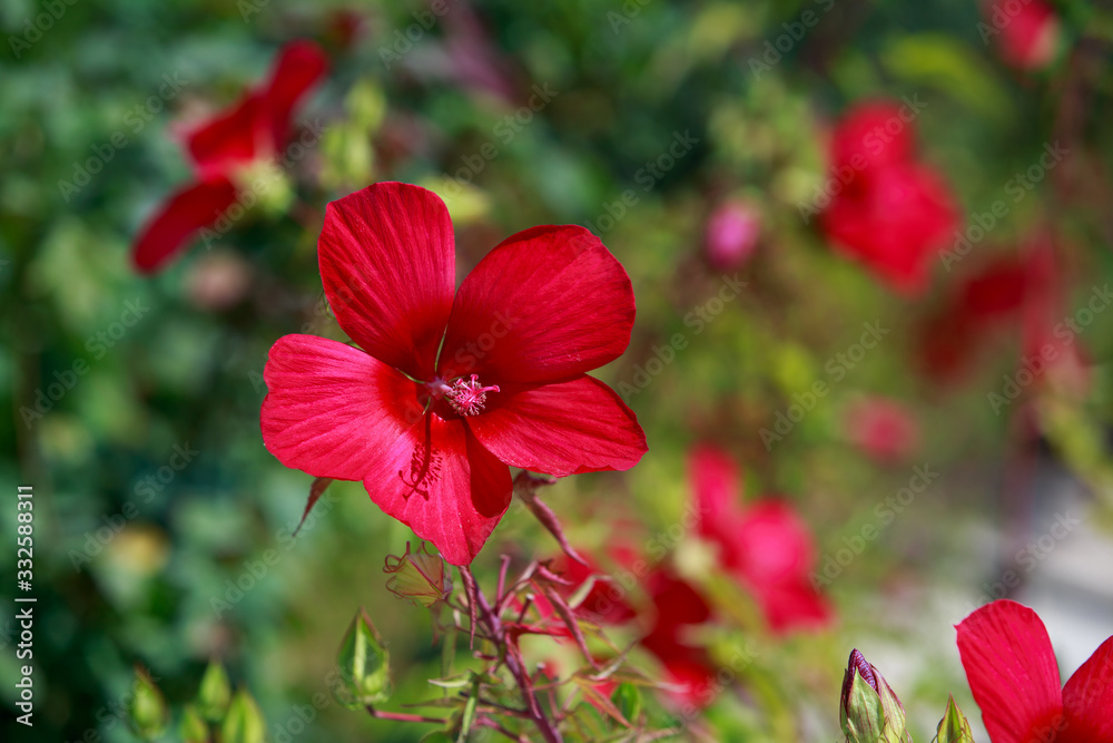 Beautiful red hibiscus Beautiful red hibiscus