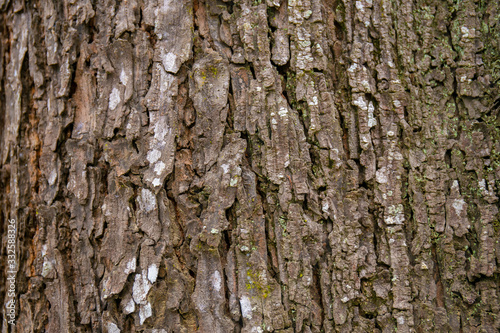 embossed texture of the tree bark with green moss and lichen on it.