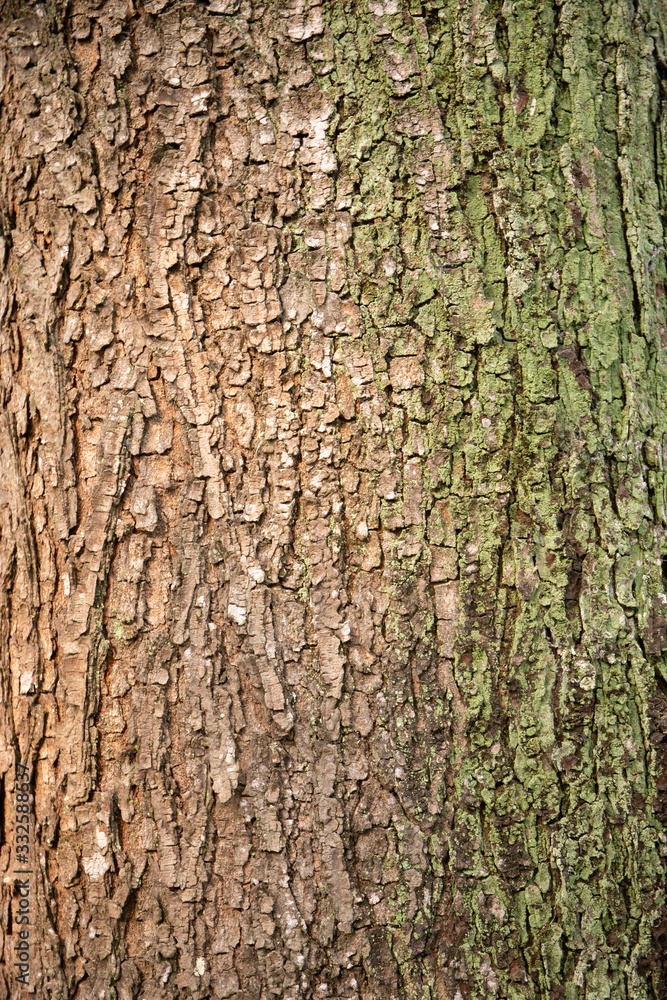Fototapeta premium embossed texture of the tree bark with green moss and lichen on it.