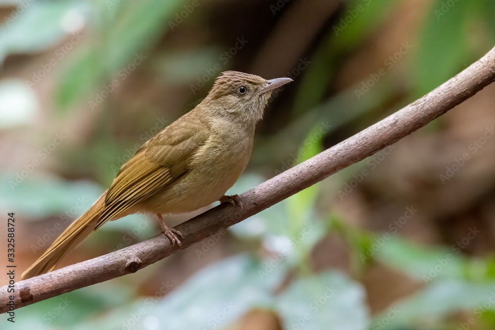 Baker's Bulbul perching on a perch looking into a distance Baker's Bulbul perching on a perch looking into a distance