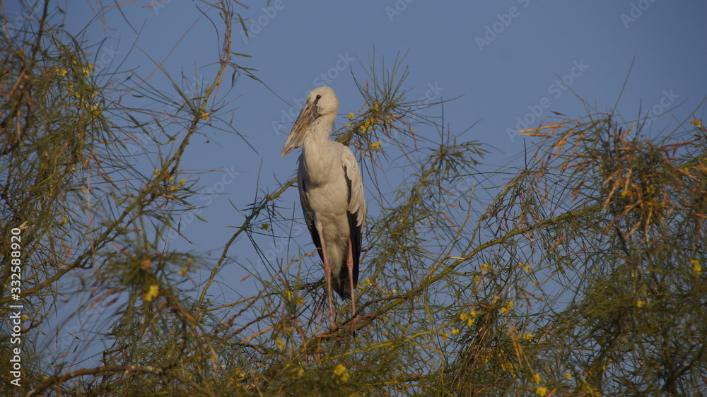 Master of all I survey - an openbill stork perched on the top branches of a tree Master of all I survey - an openbill stork perched on the top branches of a tree