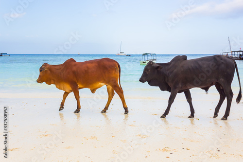 The Cows walking to the Beach in Tanzania