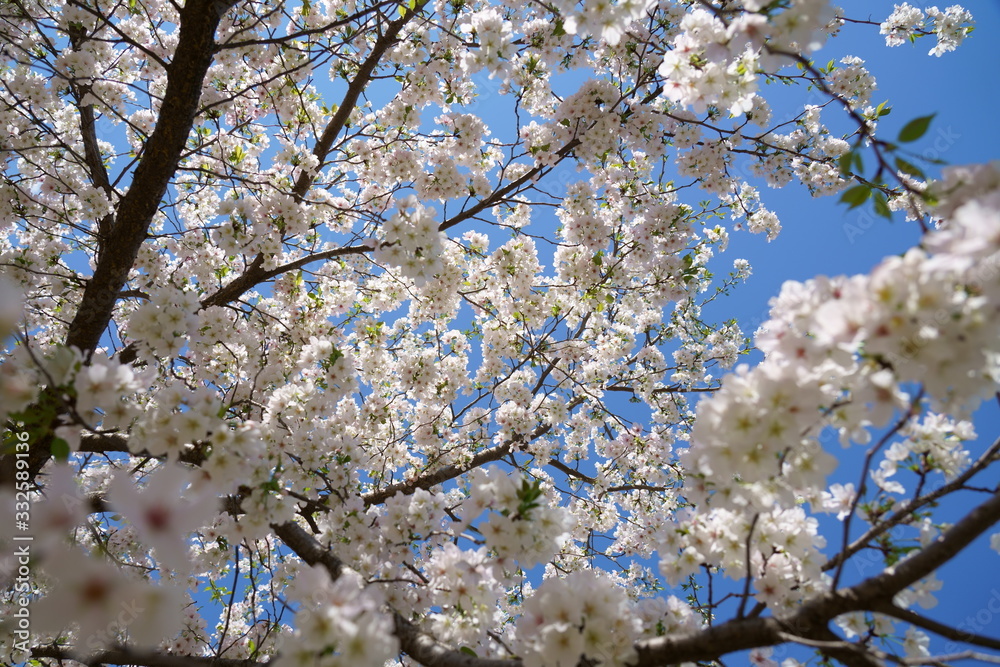 青空を背景に白い桜の花が咲く