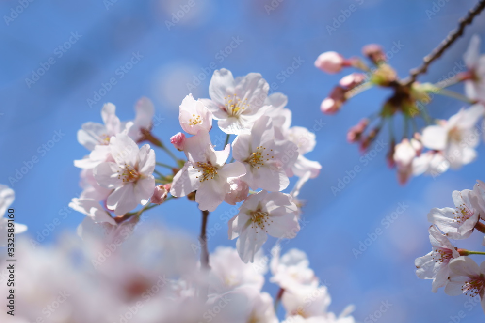 青空を背景に白い桜の花が咲く