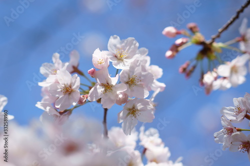 青空を背景に白い桜の花が咲く © askaflight