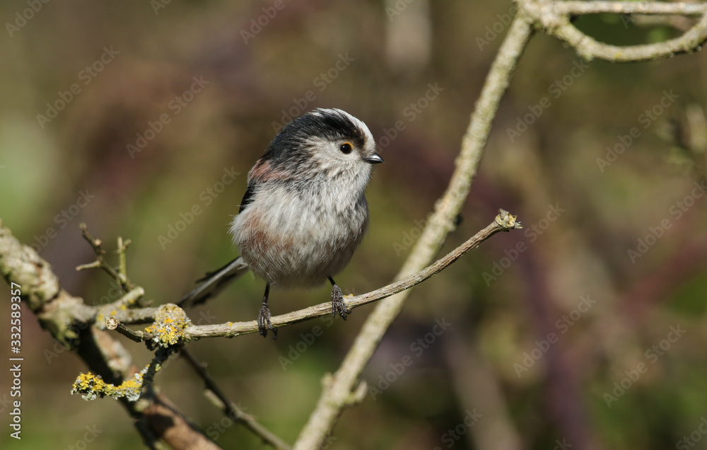A pretty Long-tailed Tit, Aegithalos caudatus, perching on a branch of a tree. 