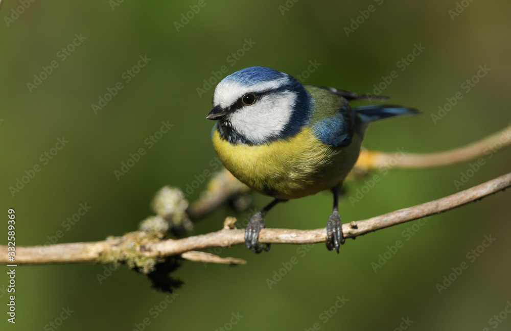 Obraz premium A pretty Blue Tit, Cyanistes caeruleus, perched on a branch of a tree.