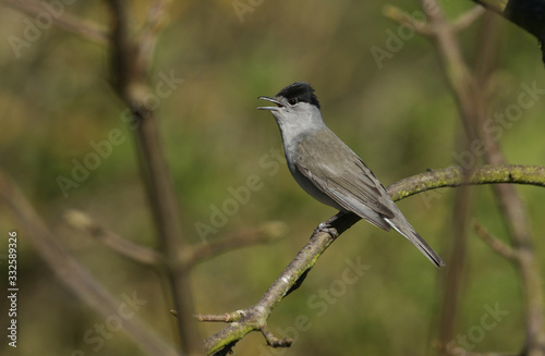 A stunning male Blackcap, Sylvia atricapilla, perching on a branch of a tree singing.