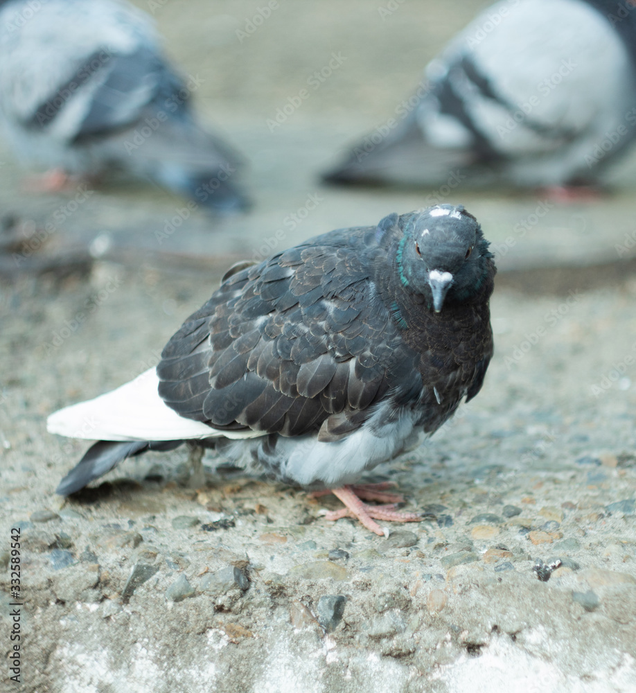 Obraz premium A domestic pigeon Columba livia close up.