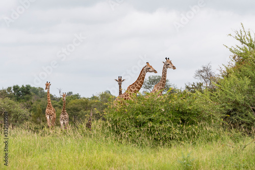 Photography Giraffe