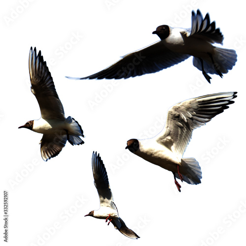 Seagulls in flight isolated on a white background. Vector