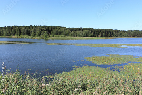 Thickets on the water, Karakan River, Zavyalovo village, Russia