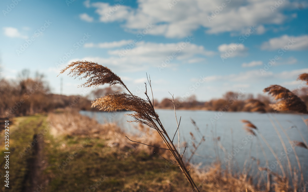 Fototapeta premium tree leaves grass flowers sky spring nature