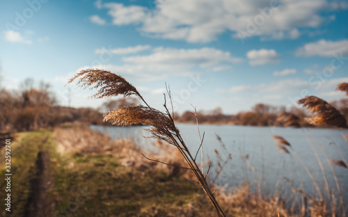 tree leaves grass flowers sky spring nature