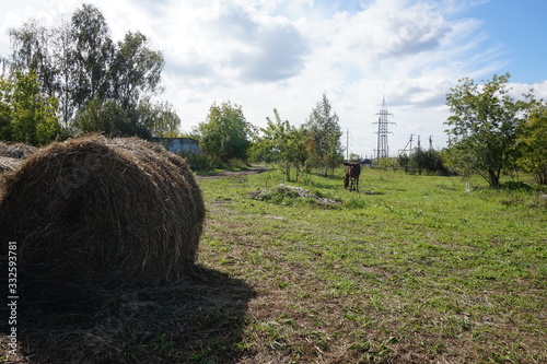 hay