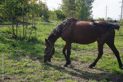 horse