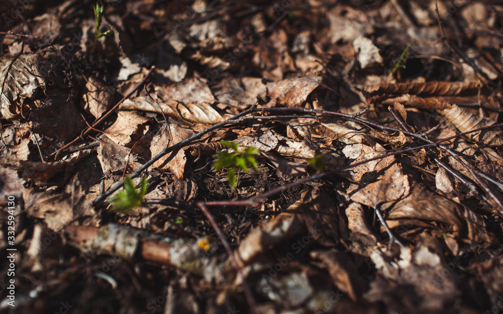 tree leaves grass flowers sky spring nature tree leaves grass flowers sky spring nature