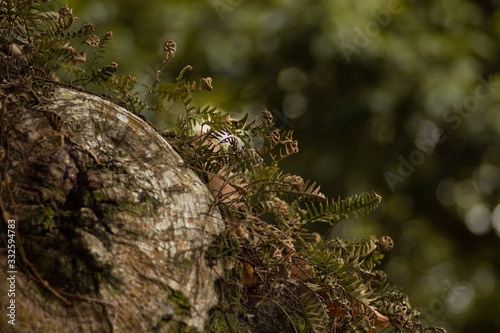 moss on tree © Jos