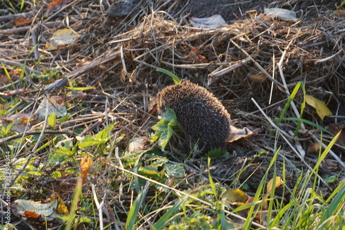 hedgehog