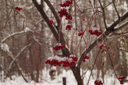 Rowan