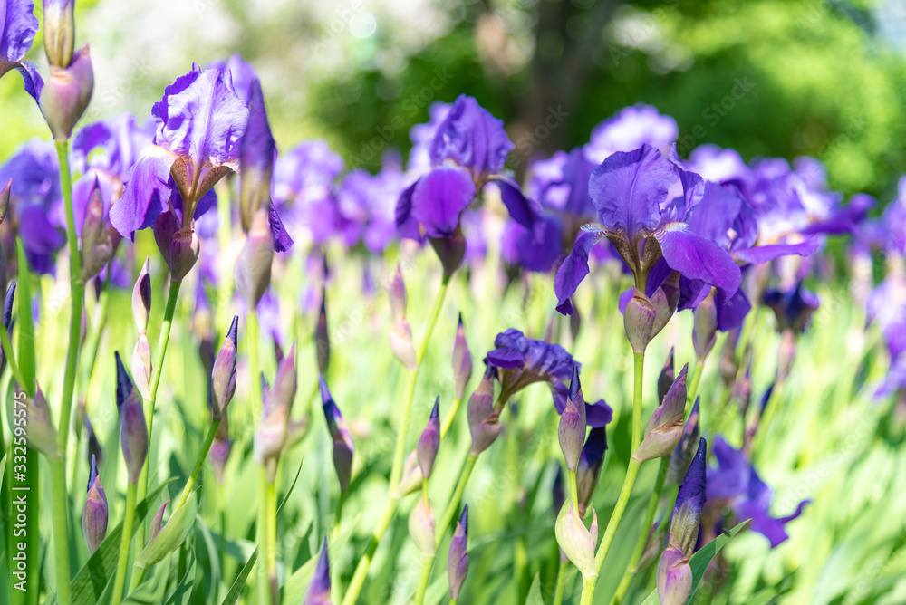 Purple Iris in full bloom on flowerbed in garden on sunny  day