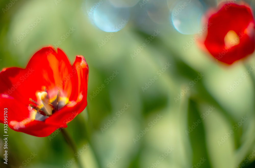 Fototapeta premium tulip in the sun