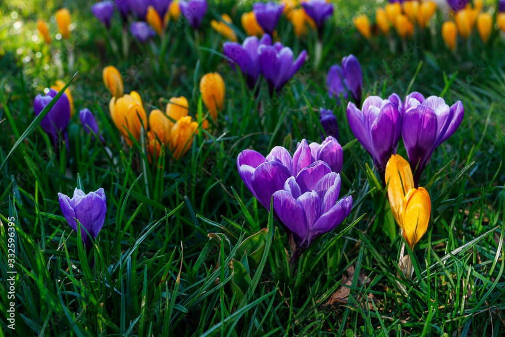 KRAKOW, POLAND - MARCH 09, 2020: Beautiful spring flower bed in Podgorze district KRAKOW, POLAND - MARCH 09, 2020: Beautiful spring flower bed in Podgorze district