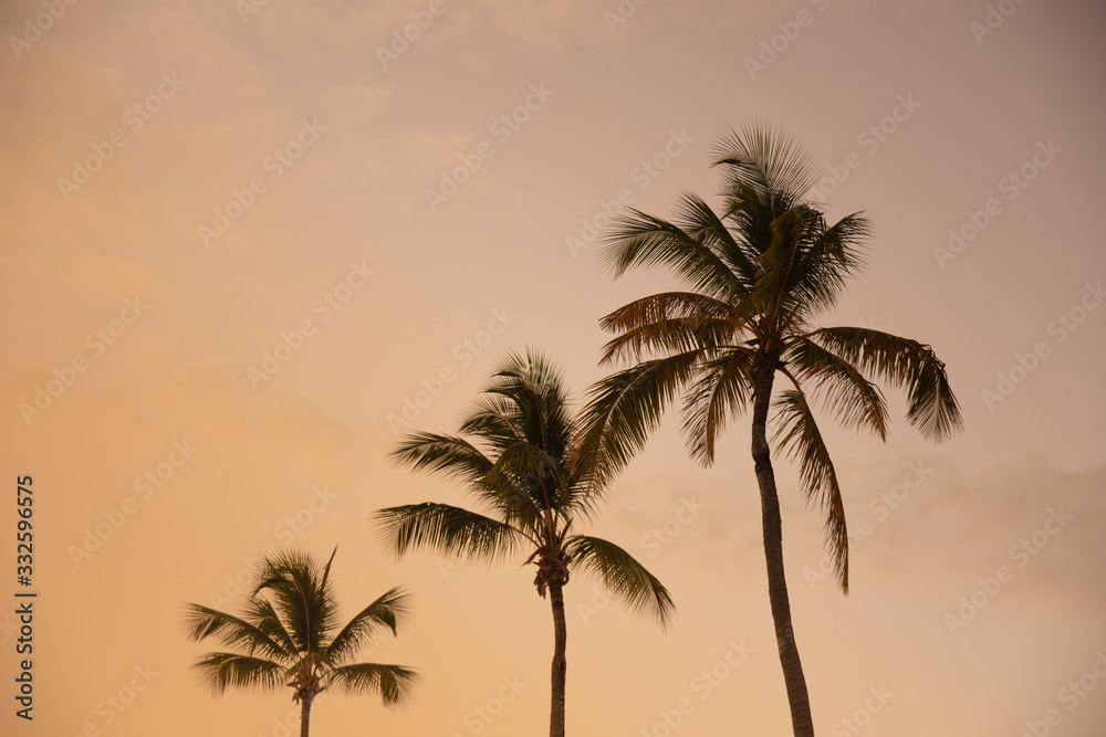 palm tree silhouette