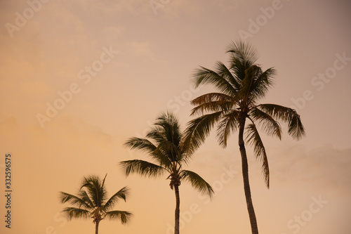 palm tree silhouette © Jos