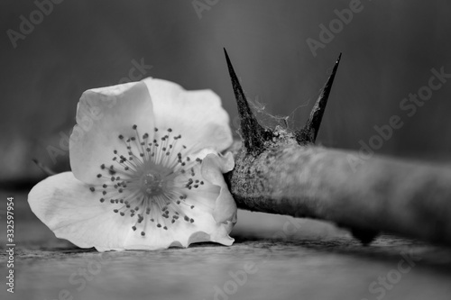 Black and white photo of rose hips