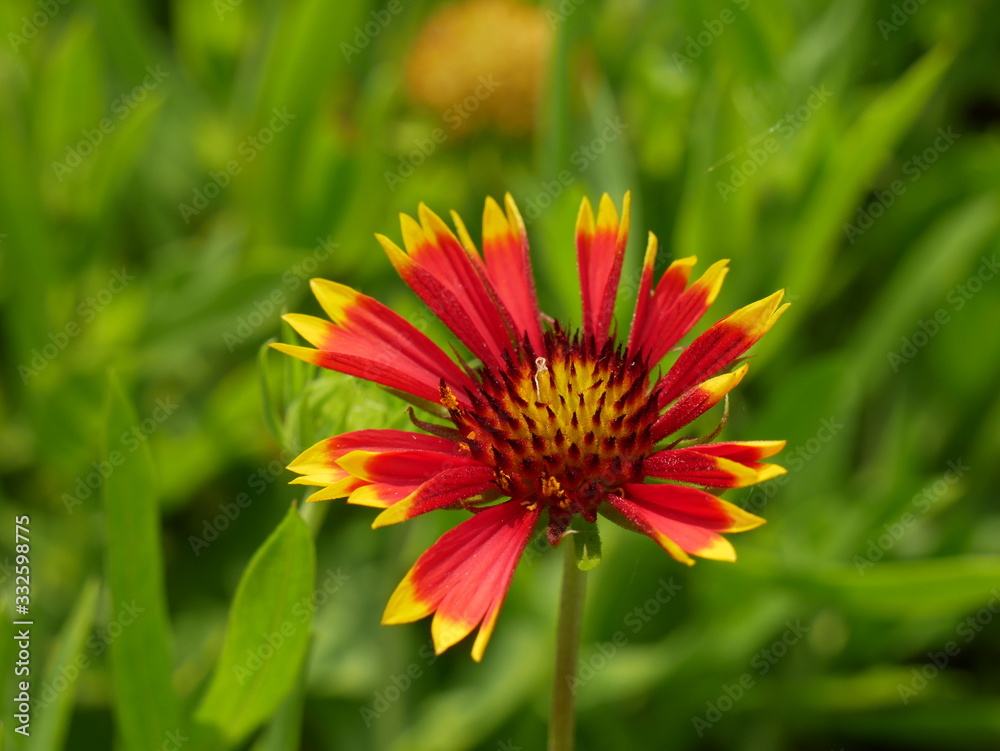 Gaillardia pulchella flower blooming beautiful