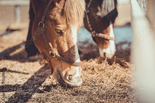 gelding and mare horses in halters in herd eating hay in paddock in spring daytime