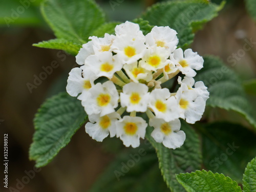 Lantana flowers beautiful plant blooming