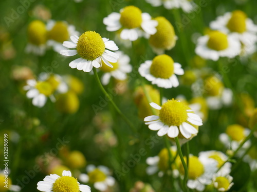 camomile flowers beautiful healing nature