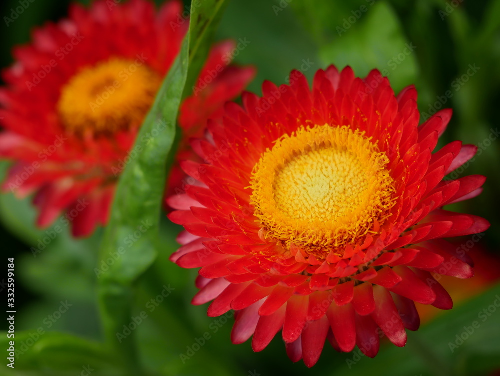 strawflower bloom beautiful garden plant strawflower bloom beautiful garden plant