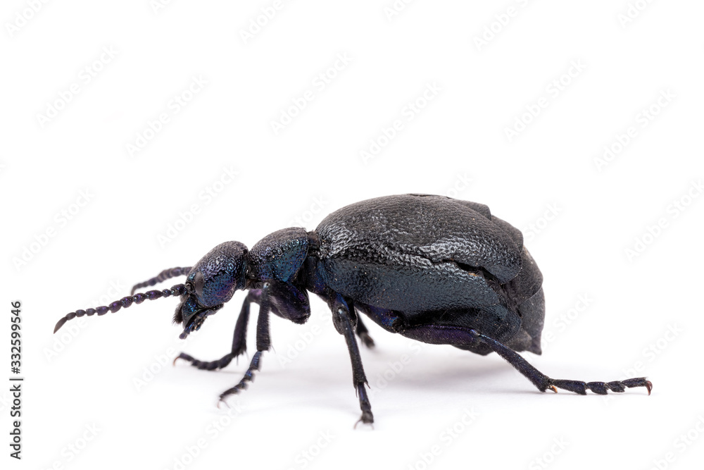 big poisonous Violet oil beetle feeding isolated on white, macro of Meloe violaceus in Spring time. Europe Czech Republic wildlife big poisonous Violet oil beetle feeding isolated on white, macro of Meloe violaceus in Spring time. Europe Czech Republic wildlife
