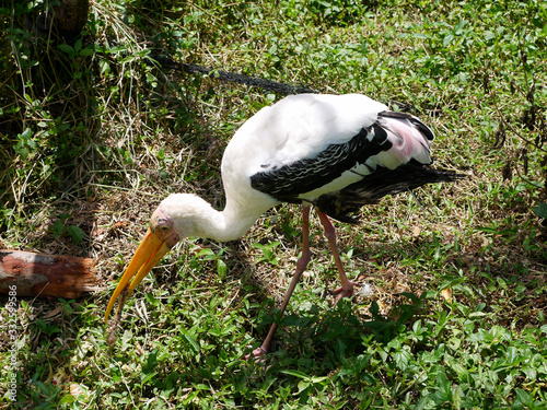 YELLOW-KEY AIST, OR AIST-KLUVACH - a large bird living on small water bodies photo