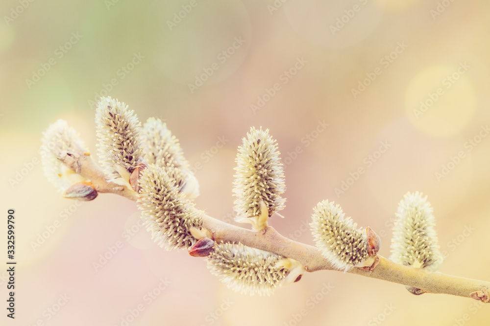 Fototapeta premium pussy-willow willow branches in bloom, spring concept, Easter holiday, background